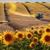 Récord en el agro: la molienda de girasol superó las 560 mil toneladas