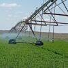 La alfalfa pampeana llegó a Emiratos Árabes y abre nuevos mercados en Asia y Medio Oriente