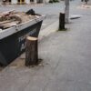 Polémica por la poda: la UCR intimó al Municipio y habla de “mutilación” de árboles