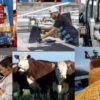 Aunque la actividad repuntó en marzo, industriales prevén caída de producción y empleo