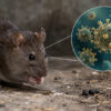 Salud reforzó la vigilancia por hantavirus y monitorea el brote vinculado al buque MV Hondius