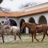 Horizontes infinitos: La Pampa invita a descubrir el turismo rural