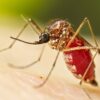 Chikungunya: notificaron 51 nuevos casos y el dengue continúa bajo control