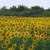 La Pampa impulsa un récord de siembra: el girasol alcanzaría 3 millones de hectáreas