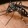 Salud mantiene la vigilancia contra el dengue durante el invierno para prevenir nuevos brotes