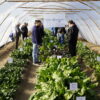 El CERET mostró el potencial de la horticultura bajo invernadero durante el invierno