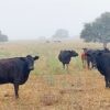 Producción alertó por riesgos en la alimentación del ganado ante las condiciones climáticas
