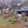 Expo Vivero 2026 abrió la inscripción para viveristas de toda La Pampa