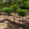 La Pampa mantiene programas de forestación con plantas bonificadas y asistencia técnica