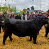 Comenzó la 100ª Expo Rural de Santa Rosa con el ingreso de los primeros reproductores