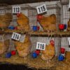 Las aves regresan a la Expo Rural de Santa Rosa con 82 ejemplares