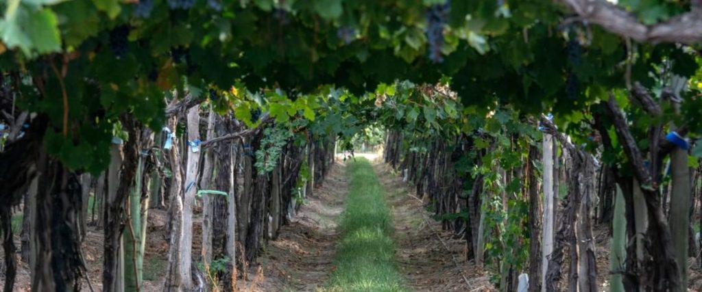 Fondo