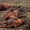 Un rayo provocó la muerte de 13 vacunos en un campo de Catriló